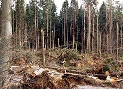 Chaos im Wald nach einem Wirbelsturm