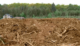 Waldfläche nach Abholzung mit Baumstümpfen und Holz und Zweigenresten